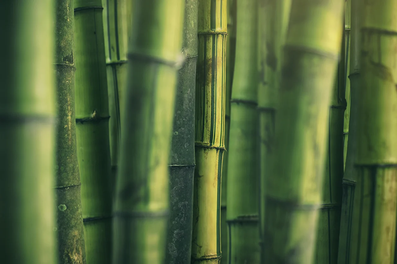 Thick stems of bamboo in the countryside of Luzon island, Philippines