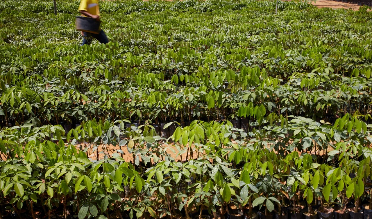Young rubber plants in Cameroon