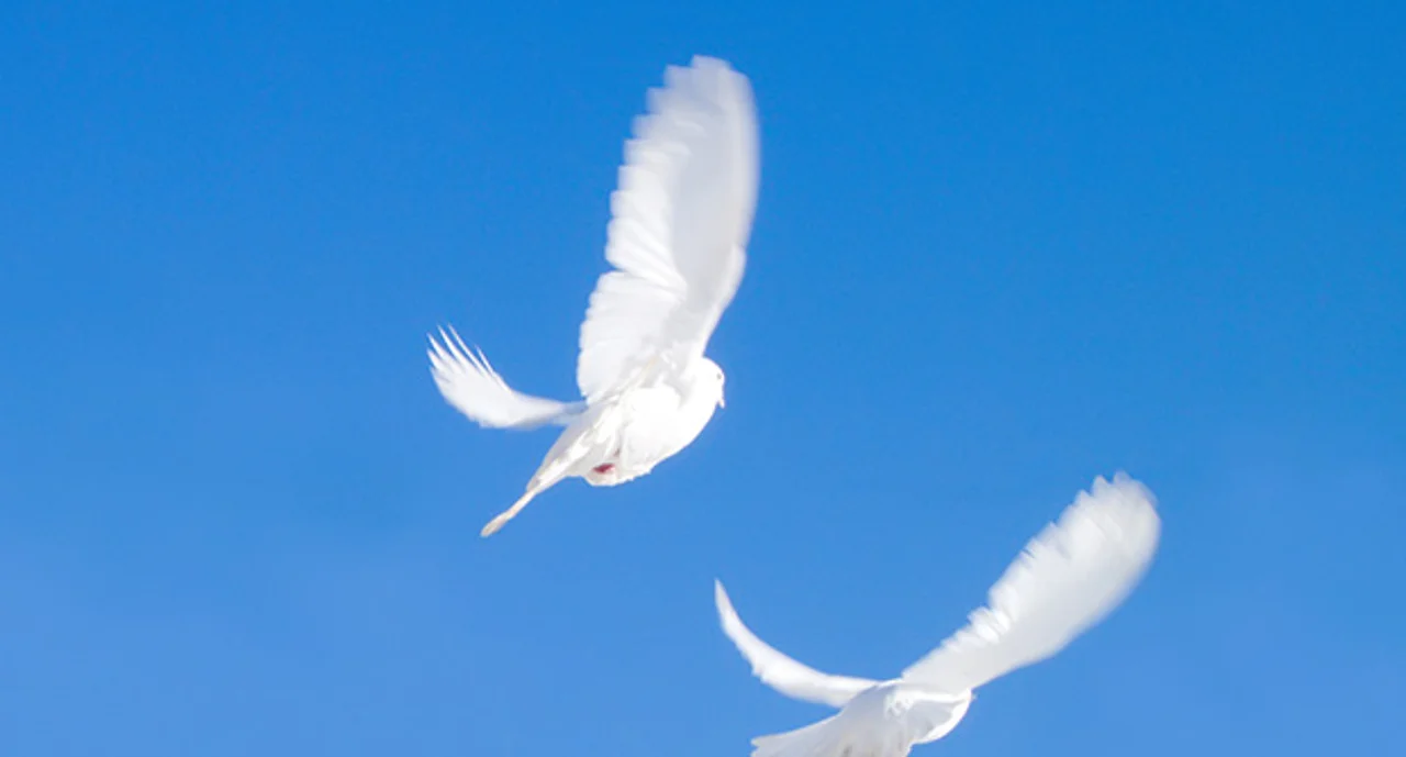 Two Flying Doves